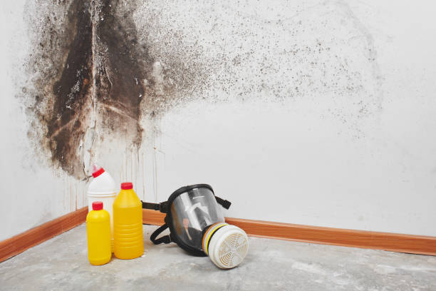 Best Crawl Space Mold Remediation in South Milwaukee, WI
