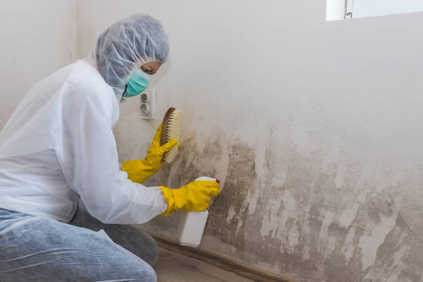 Best Basement Mold Remediation in South Milwaukee, WI