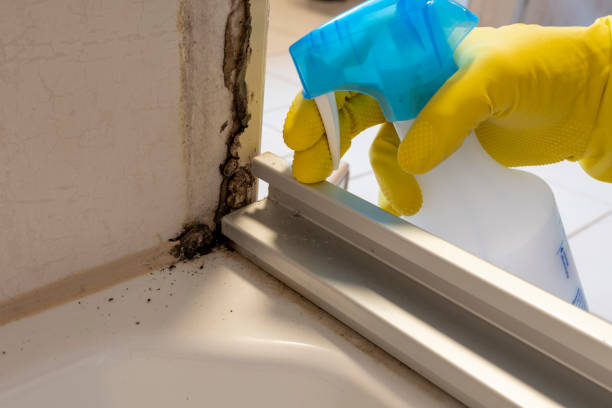 Best Basement Mold Remediation in South Milwaukee, WI