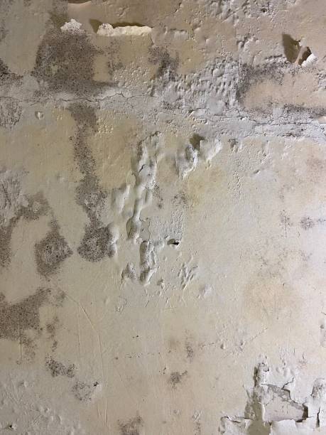 Best Crawl Space Mold Remediation in South Milwaukee, WI