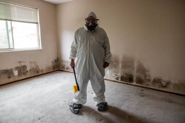 Best DIY Mold Remediation Support Services in South Milwaukee, WI